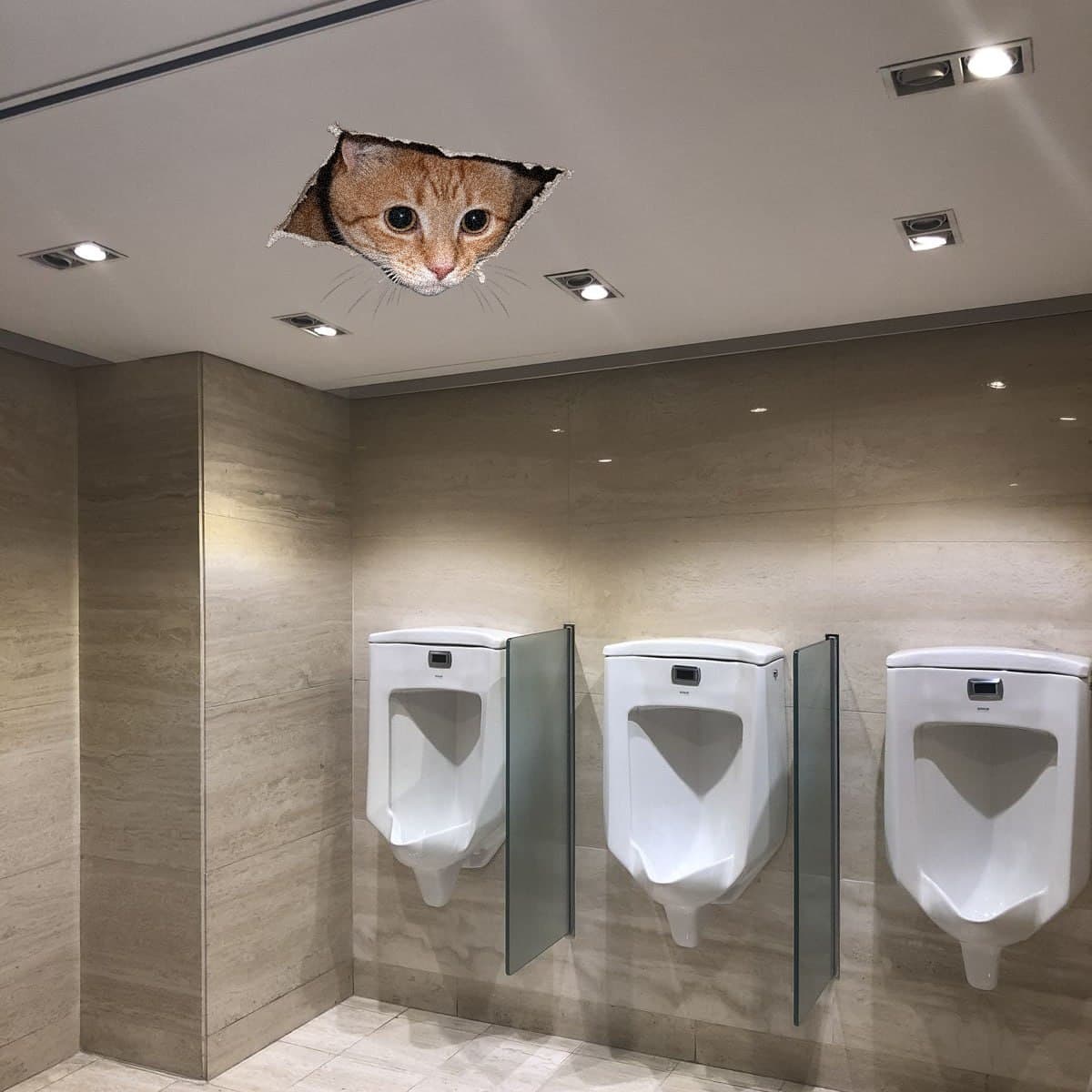 Ceiling Cat above a restroom